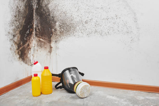 Best Residential Mold Remediation in Tyndall Af, FL