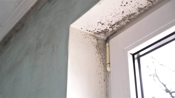 Best Industrial Mold Remediation in Tyndall Af, FL