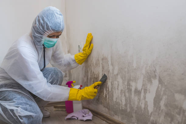 Best Attic Mold Remediation in Tyndall Af, FL