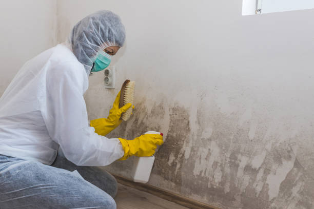 Best Emergency Mold Remediation in Tyndall Af, FL
