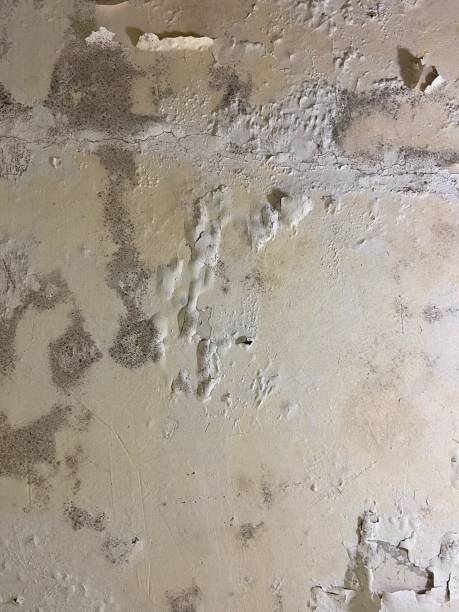 Best Mold Remediation for Specific Building Types in Tyndall Af, FL