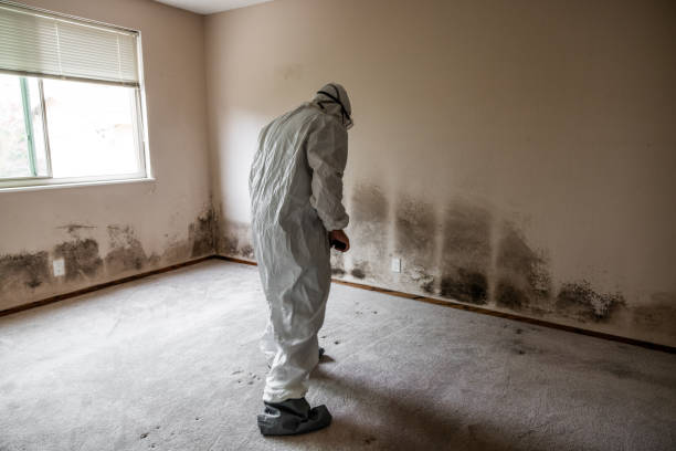 Best DIY Mold Remediation Support Services in Tyndall Af, FL