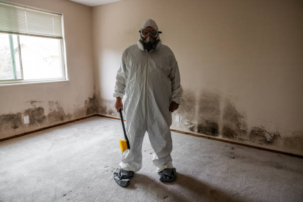 Best Black Mold Remediation in Tyndall Af, FL