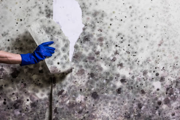 Best Mold Testing and Inspection Services in Tyndall Af, FL